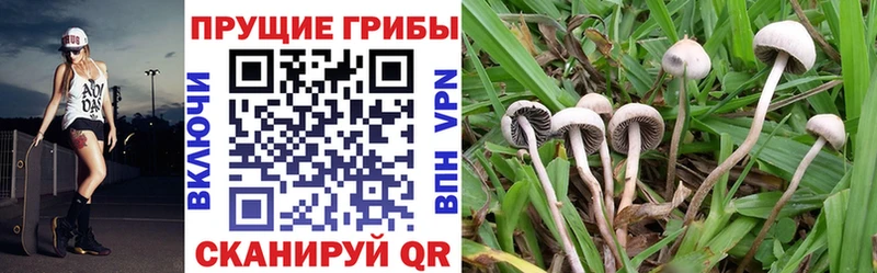 где купить наркоту  Пугачёв  Псилоцибиновые грибы GOLDEN TEACHER 